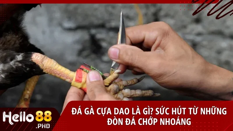 Đá gà cựa dao là cuộc chiến tốc độ nơi mỗi cú đá đều mang tính quyết định và đầy kịch tính